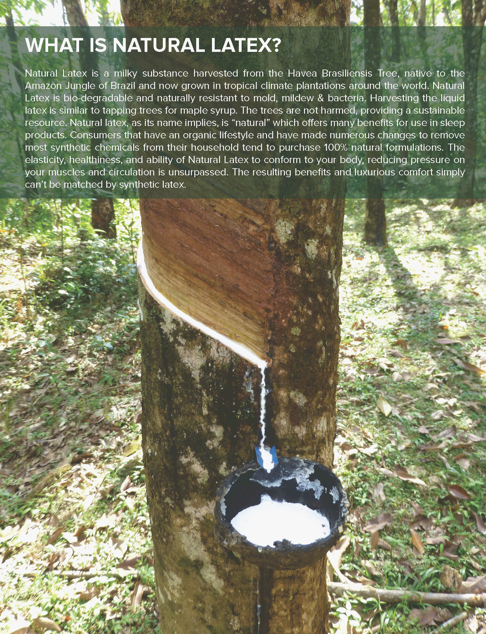 what is an organic mattress